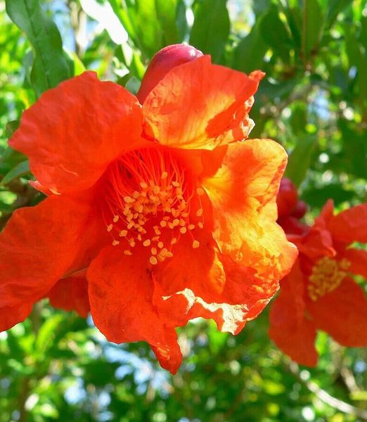 Punica Granatum 'Parfianca'